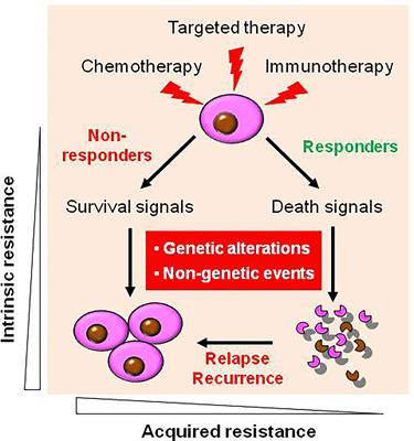 Frontiers | Dual-Targeted Therapy Circumvents Non-Genetic Drug ...